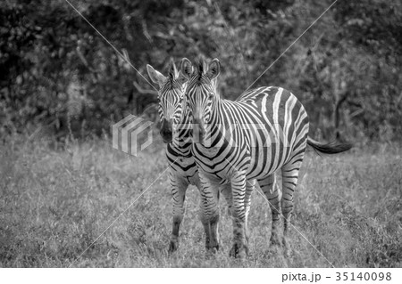 Two Zebras bonding together in Kruger. Two Zebras bonding together in Kruger. 35140098