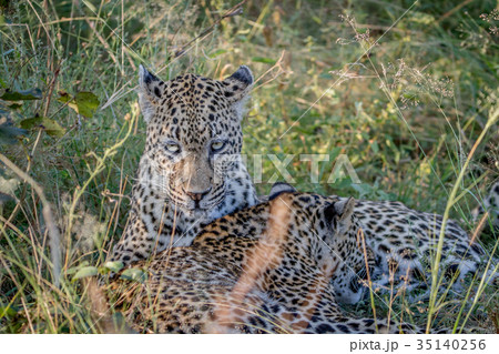 Mother Leopard and cub bonding in the grass. 35140256