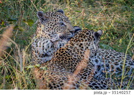 Mother Leopard and cub bonding in the grass. 35140257
