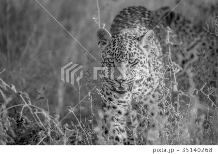 Young Leopard walking towards the camera. 35140268