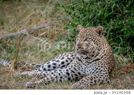 Big male Leopard laying down in the grass. 35140308