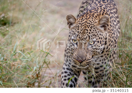 Leopard walking towards the camera. 35140315