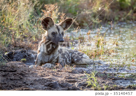 African wild dog laying next to the water. African wild dog laying next to the water. 35140457