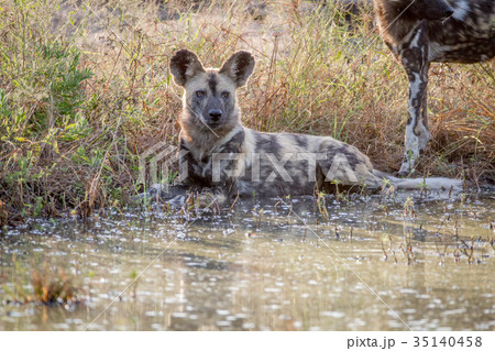 African wild dog laying next to the water. African wild dog laying next to the water. 35140458