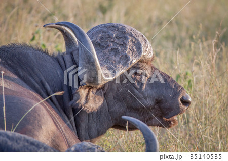 Side profile of an African buffalo. 35140535