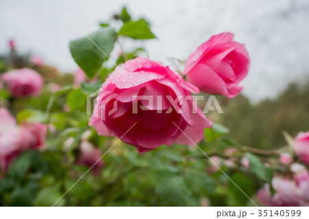 Pink rose with raindrops 35140599