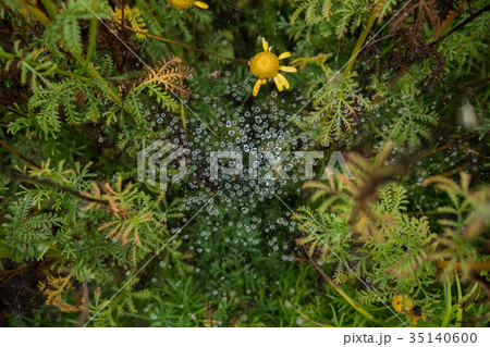 Spider web in the garden with rain drops Spider web in the garden with rain drops 35140600
