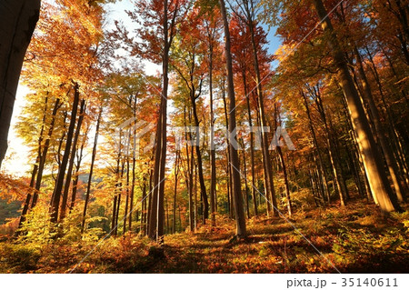 Autumn beech forest at sunrise  35140611