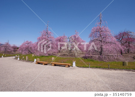 鈴鹿の森庭園　満開のしだれ梅　鈴鹿の観光スポッ　三重県の花の名所 35140759