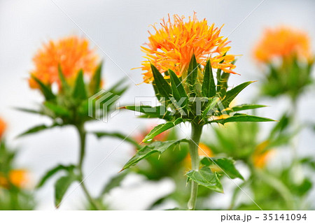 ベニバナ(山形県) ベニバナ(山形県) 35141094