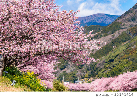 《静岡県》河津町・満開の河津桜 《静岡県》河津町・満開の河津桜 35141414