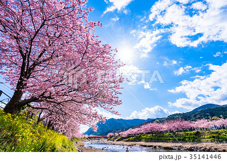 《静岡県》河津町・満開の河津桜 35141446