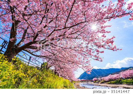 静岡県》河津町・満開の河津桜の写真素材 [35141447] - PIXTA