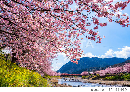 《静岡県》河津町・満開の河津桜 35141449