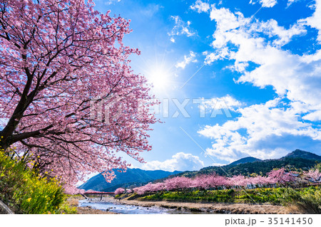 《静岡県》河津町・満開の河津桜 《静岡県》河津町・満開の河津桜 35141450