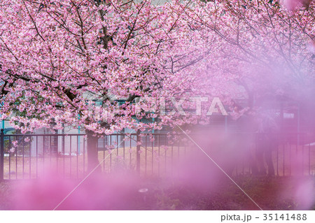 《静岡県》河津町・満開の河津桜 35141488