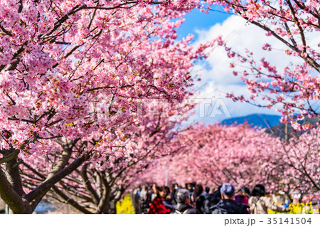 《静岡県》河津町・満開の河津桜 35141504