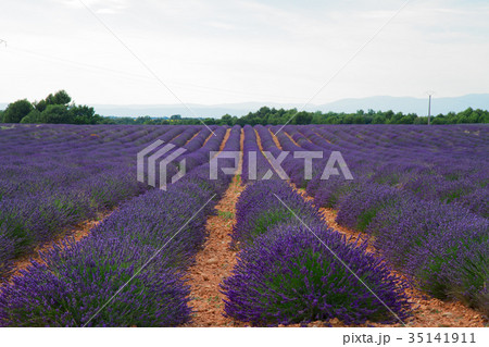 Blooming Lavender field Blooming Lavender field 35141911