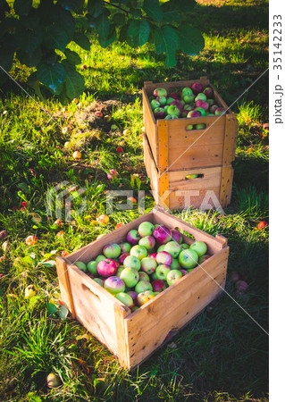 リンゴ農園 リンゴ農園 35142233