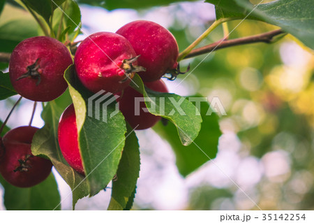 リンゴ農園 リンゴ農園 35142254