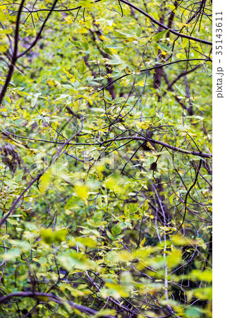 Yellow autumn trees Yellow autumn trees 35143611