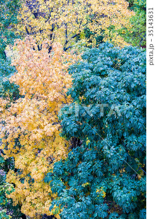 Yellow autumn trees Yellow autumn trees 35143631