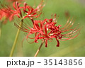 彼岸花 35143856