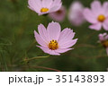コスモス 35143893