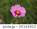 コスモス 35143923