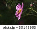 コスモスとミツバチ 35143963