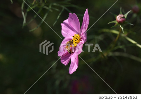 コスモスとミツバチ 35143963