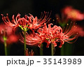 彼岸花 35143989