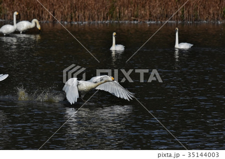 白鳥飛出し 白鳥飛出し 35144003