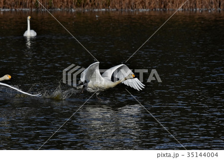 白鳥飛出し 白鳥飛出し 35144004