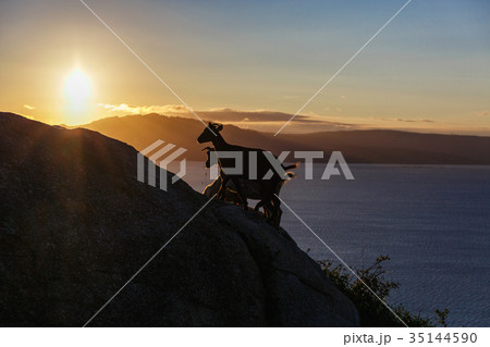 Mountain goat at sunrise 35144590