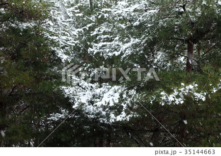 兵庫県立一庫公園の雪景色 35144663
