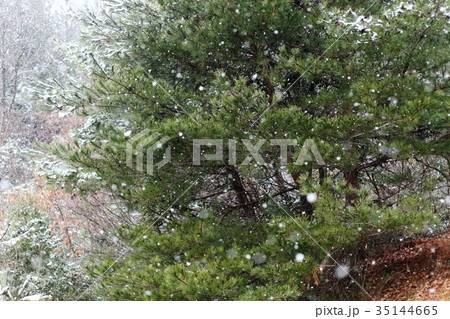 兵庫県立一庫公園の雪景色 35144665