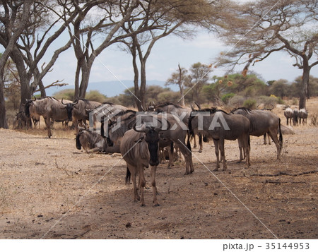 ヌーの群れの写真素材