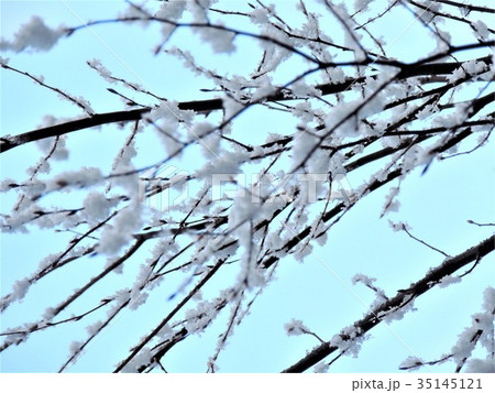 枝の雪 枝の雪 35145121
