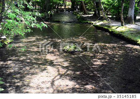 ならの小川-2 35145185