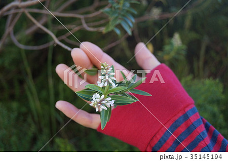 ニュージーランド南島のマヌカの花 ニュージーランド南島のマヌカの花 35145194