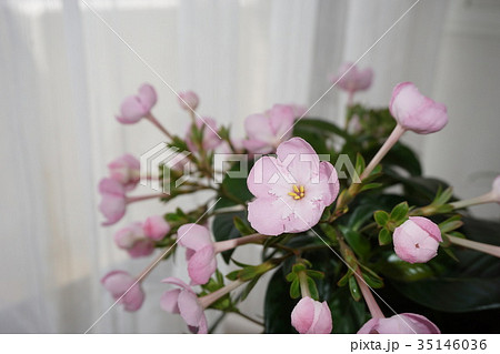 ニオイザクラ ニオイザクラ 35146036