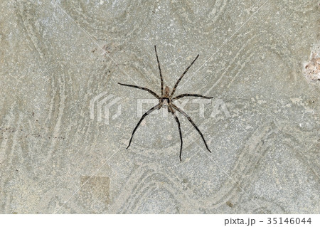 spider missing one leg on cement wall after fight spider missing one leg on cement wall after fight 35146044