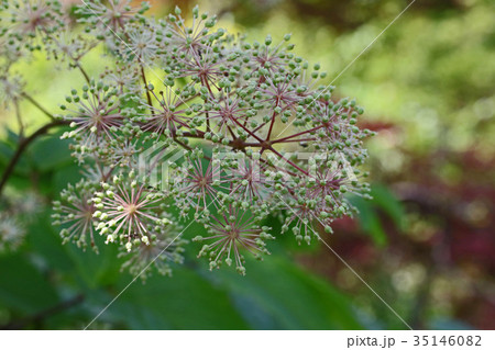 野趣溢れるヤマウドの蕾 野趣溢れるヤマウドの蕾 35146082