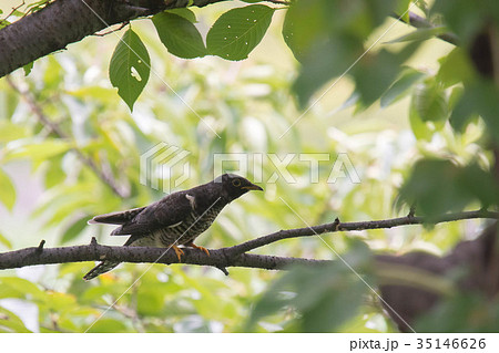 ツツドリ 35146626