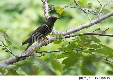 ツツドリ 35146639