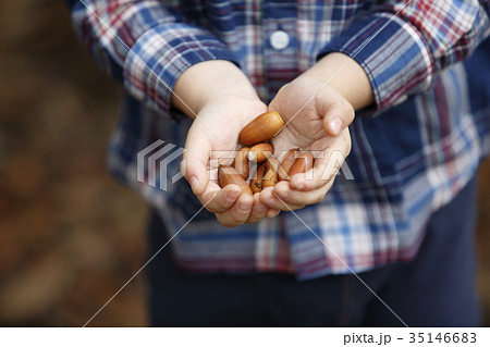 ドングリ拾いする子供 ドングリ拾いする子供 35146683