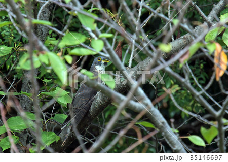 ジュウイチ～若～ 35146697