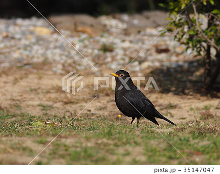 クロウタドリ 35147047