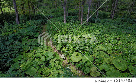 中標津２０１７・キラウェイ・佐伯農場 35147402